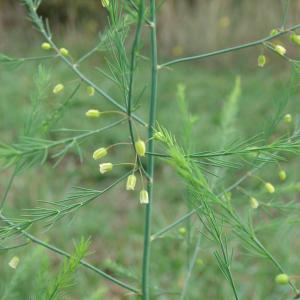 Photographie n°92359 du taxon Asparagus officinalis subsp. officinalis