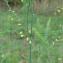  Paul Fabre - Asparagus officinalis subsp. officinalis