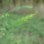  Paul Fabre - Asparagus officinalis subsp. officinalis