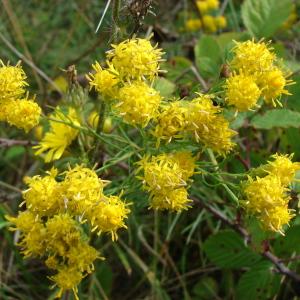 Photographie n°92364 du taxon Aster linosyris (L.) Bernh. [1800]