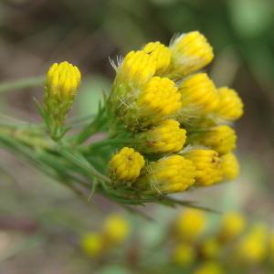 Galatella linosyris (L.) Rchb.f. (Aster à feuilles d'osyris)