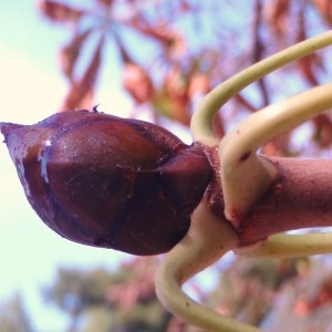 Photographie n°92372 du taxon Aesculus hippocastanum L. [1753]