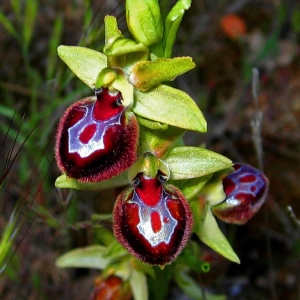 Ophrys provincialis (Baumann & Künkele) Paulus (Ophrys de Provence)