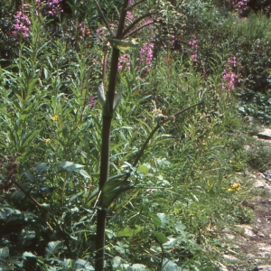 Photographie n°92405 du taxon Angelica archangelica L. [1753]
