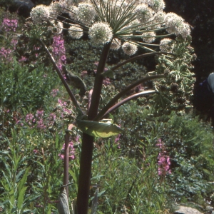 Archangelica officinalis Hoffm. (Angélique vraie)