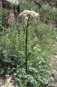 Liliane Roubaudi, le 10 juillet 2001 (Font-Romeu-Odeillo-Via)