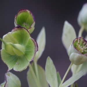 Photographie n°92427 du taxon Helleborus foetidus L. [1753]