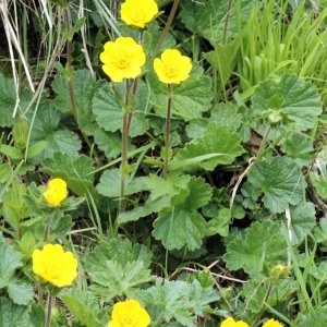 Photographie n°92471 du taxon Geum pyrenaicum Mill.