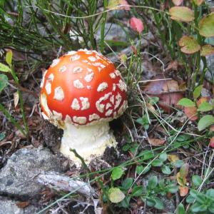 Amanita muscaria [nn] par Madeleine Sarran le 30/09/2006 - 05 La Chapelle en Valgaudemar