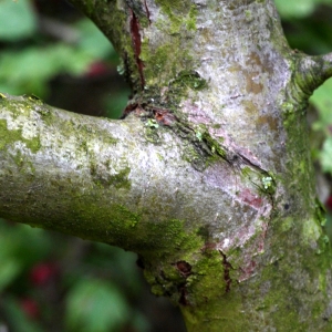 Photographie n°92488 du taxon Crataegus monogyna Jacq. [1775]