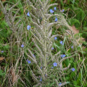 Photographie n°92491 du taxon Echium vulgare L. [1753]