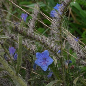 Photographie n°92492 du taxon Echium vulgare L. [1753]