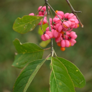 Photographie n°92495 du taxon Euonymus europaeus L. [1753]