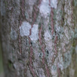 Photographie n°92499 du taxon Euonymus europaeus L. [1753]