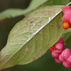 Photographie n°92508 du taxon Euonymus europaeus L. [1753]