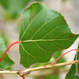 Photographie n°92529 du taxon Populus nigra L. [1753]