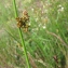  Dominique Remaud - Juncus conglomeratus L.