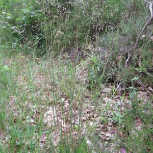  - Deschampsia flexuosa (L.) Trin.