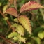  Marie  Portas - Agrimonia procera Wallr.