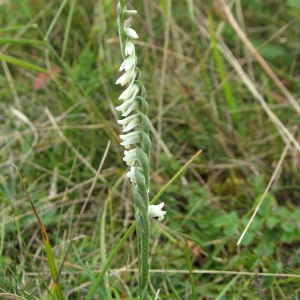 Photographie n°92588 du taxon Spiranthes spiralis (L.) Chevall. [1827]