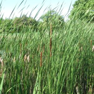  - Typha angustifolia L.