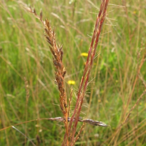 Photographie n°92596 du taxon Gaudinia fragilis (L.) P.Beauv.