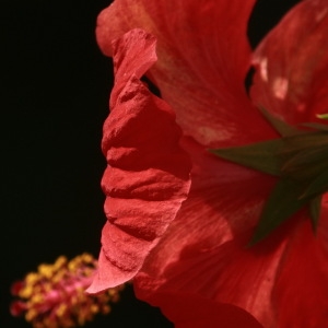 Photographie n°92607 du taxon Hibiscus rosa-sinensis L. [1753]