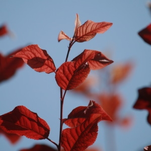 Photographie n°92608 du taxon Prunus cerasifera Ehrh. [1784]