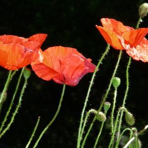 Photographie n°92617 du taxon Papaver rhoeas L. [1753]