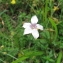  Dominique Remaud - Linum tenuifolium L.