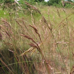  - Festuca marginata (Hack.) K.Richt.