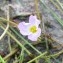  Dominique Remaud - Alisma ranunculoides L.