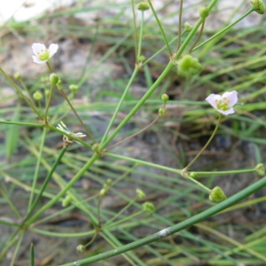 Photographie n°92632 du taxon Alisma ranunculoides L.