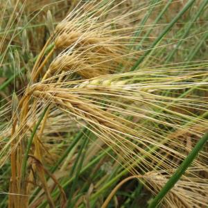  - Hordeum vulgare L.