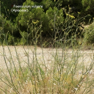 Photographie n°92644 du taxon Foeniculum vulgare Mill.