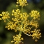  Liliane Roubaudi - Foeniculum vulgare Mill.