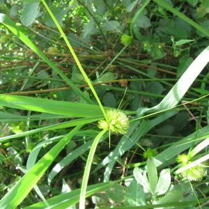Photographie n°92653 du taxon Carex bohemica Schreb.