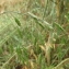  Dominique Remaud - Bromus secalinus L.