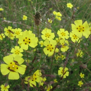 Photographie n°92664 du taxon Tuberaria guttata (L.) Fourr.
