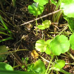 Photographie n°92665 du taxon Hydrocotyle vulgaris L.