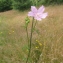  Dominique Remaud - Malva moschata L.