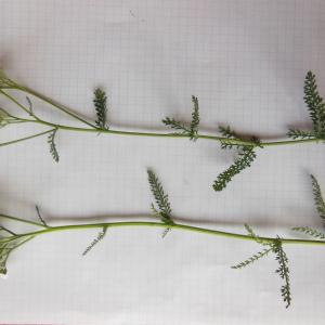 Photographie n°92671 du taxon Achillea millefolium subsp. millefolium 