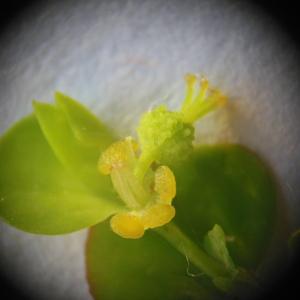 Photographie n°92674 du taxon Euphorbia stricta L. [1759]