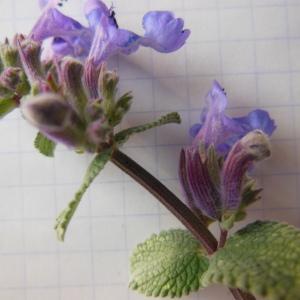  - Nepeta grandiflora M.Bieb.