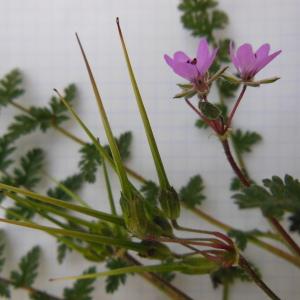 Photographie n°92684 du taxon Erodium cicutarium (L.) L'Hér.