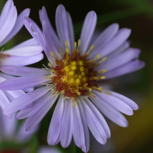 Symphyotrichum novi-belgii (L.) G.L.Nesom (Aster de Virginie)