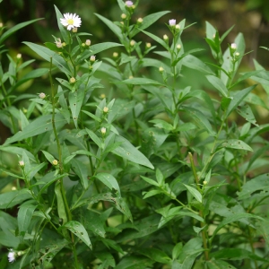 Photographie n°92700 du taxon Symphyotrichum novi-belgii (L.) G.L.Nesom [1995]