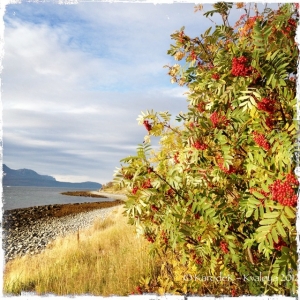 Photographie n°92711 du taxon Sorbus aucuparia L. [1753]