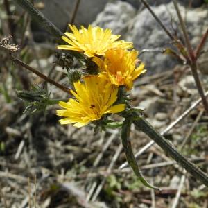 Photographie n°92728 du taxon Picris hieracioides L. [1753]