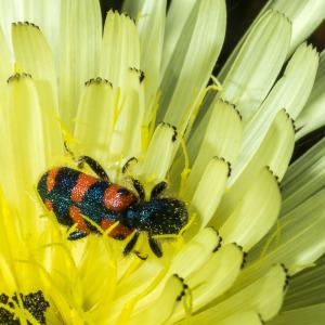 Photographie n°92750 du taxon Urospermum dalechampii (L.) Scop. ex F.W.Schmidt [1795]